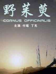 野茱萸剧情介绍