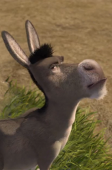 Donkey